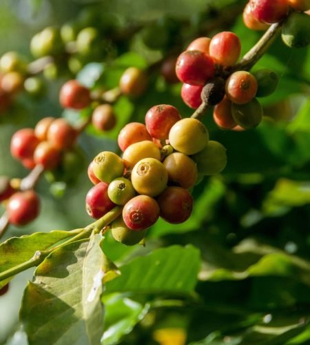 black-death-brew-coffe-veteran-owned-dark-coffe-colombian